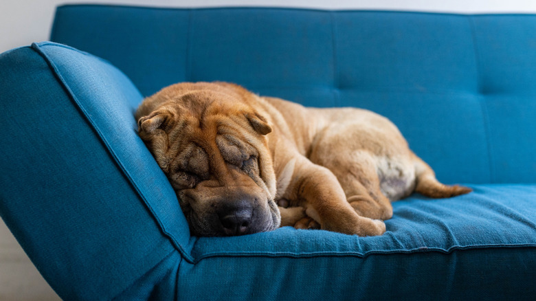 A Chinese shar-pei naps in the corner of a modern, teal couch