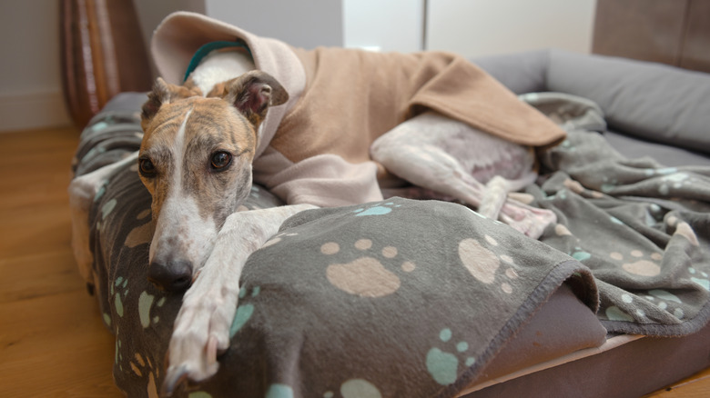 A greyhound with a brown sweater on lies on a dog bed with its paws hanging off the edge