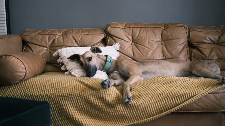 A greyhound lounges on a leather couch with its head on a pillow