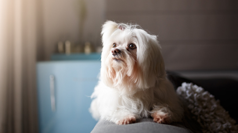 A white, long-haired Lhasa apso sits on the back of a couch