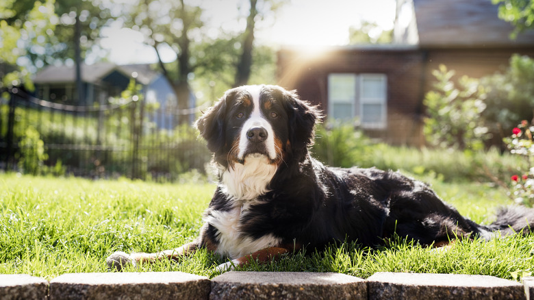 bernese mountain dog lying in yard