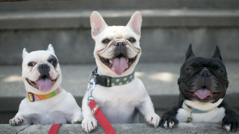 three French bulldogs