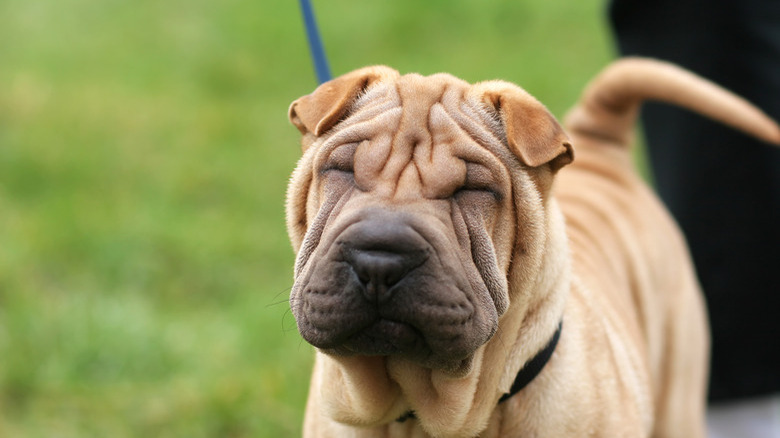 Shar pei