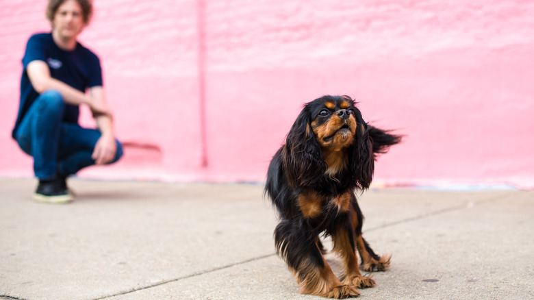 cavalier king charles spaniel facing camera