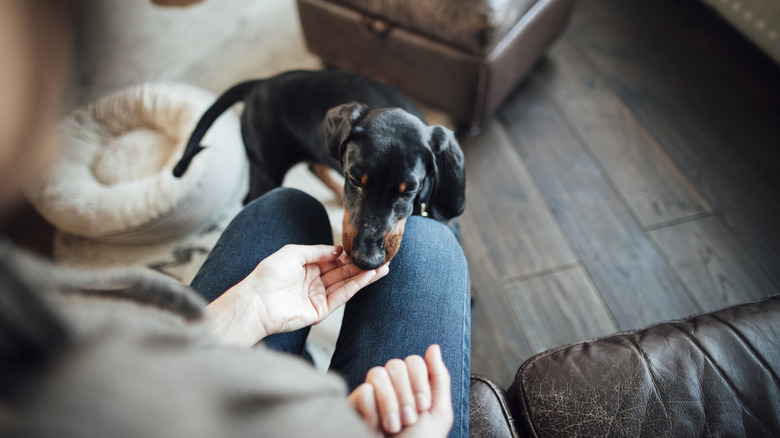 person giving doberman puppy treat