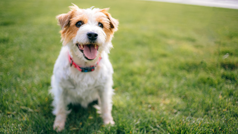 Small dog sitting in grass