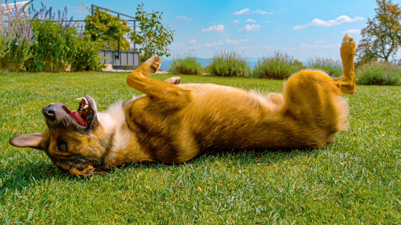 Big dog rolling in grass