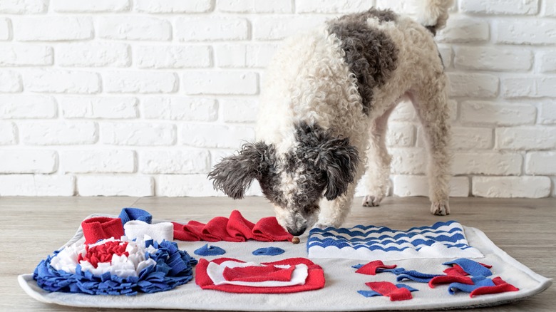 A poodle mix uses a snuffle mat