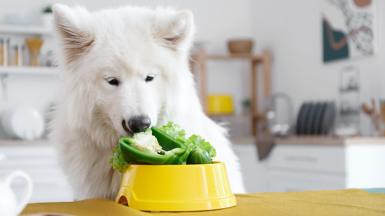 Samoyed eating veggies including lettuce