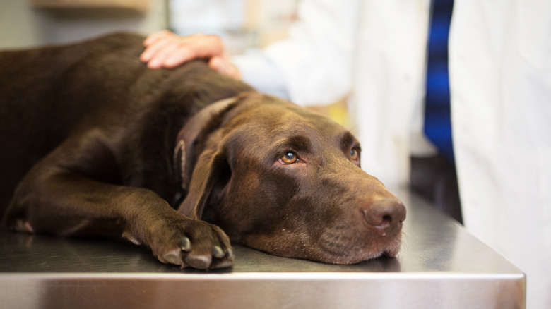 Labrador Retriever at the vet