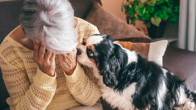 An older woman is comforted by her King Charles Cavalier spaniel