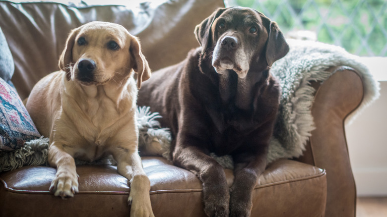 A younger and older Labrador Retriever