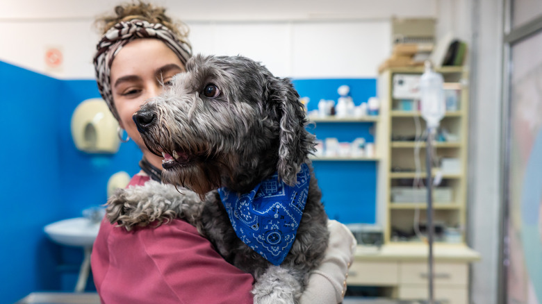 A Labradoodle visits the vet