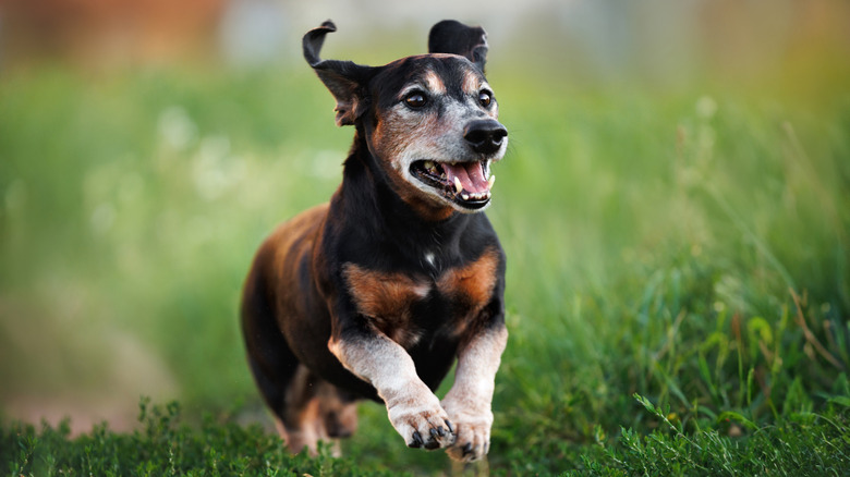 A senior Dachshund mix runs through a field