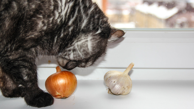 Cat near onion and garlic