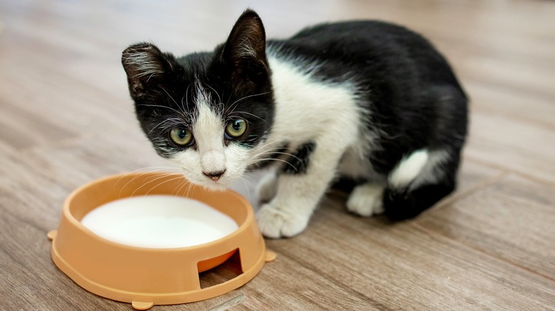 Cat drinking milk