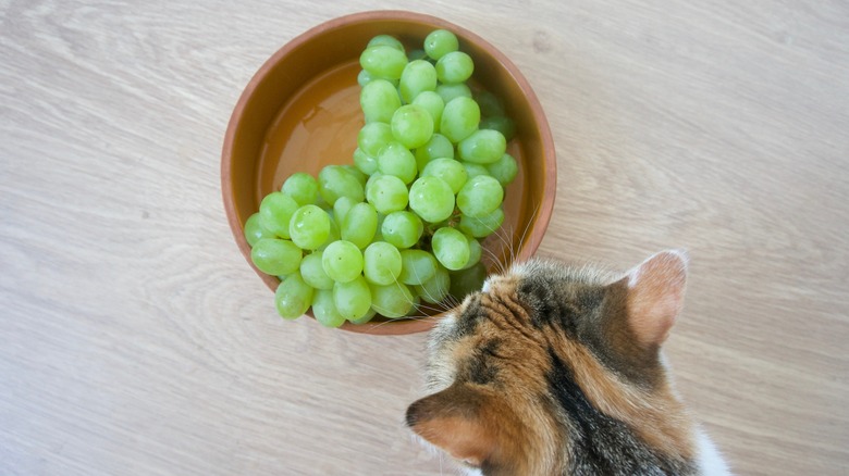 Cat sniffing grapes in bowl