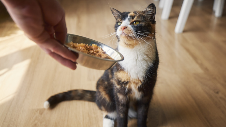 Person showing cat food bowl