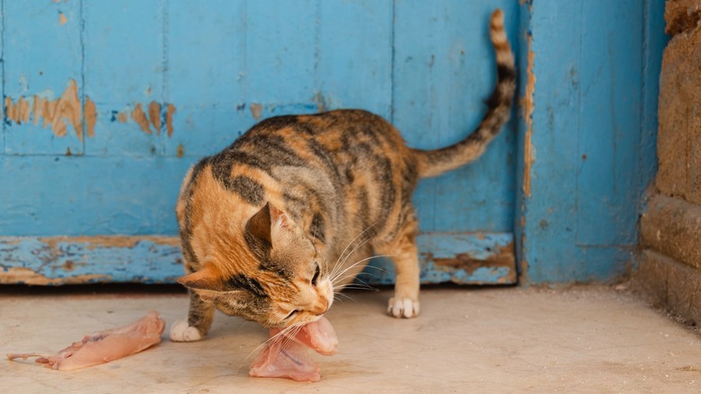 Cat eating raw meat