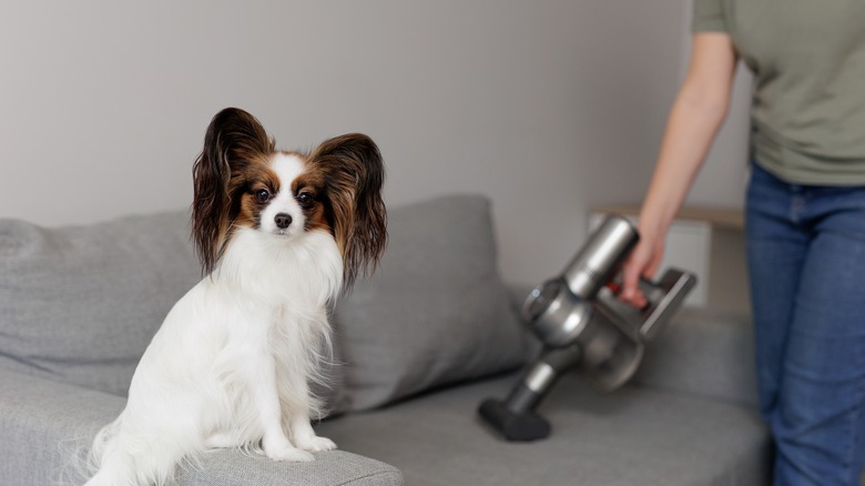 woman cleaning dog hair