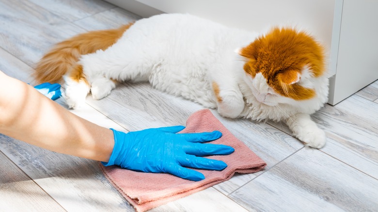 man with cleaning towel and cat