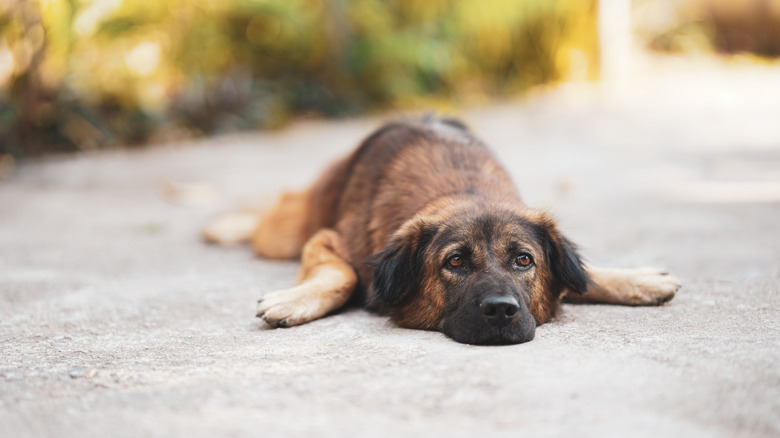 A brown and tan dog lays on a concrete surface