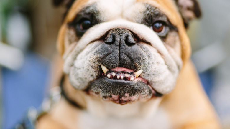 English Bulldog showing their canine teeth