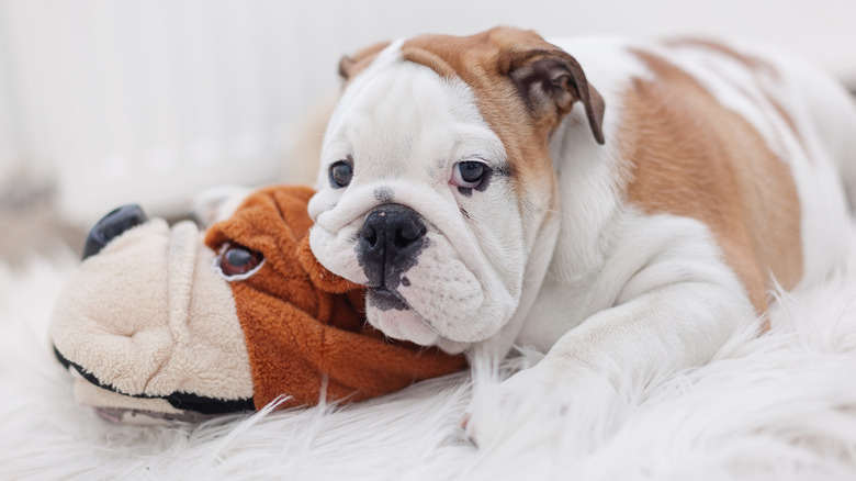 English bulldog sits on toy