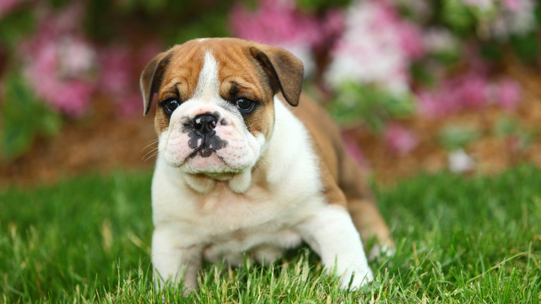 English bulldog puppy plays in grass