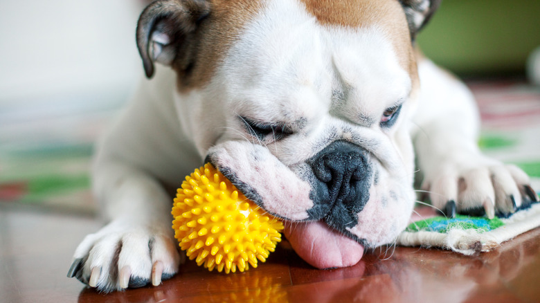 English bulldog chews yellow ball toy