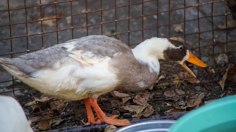 A pet duck with mouth open, as if quacking