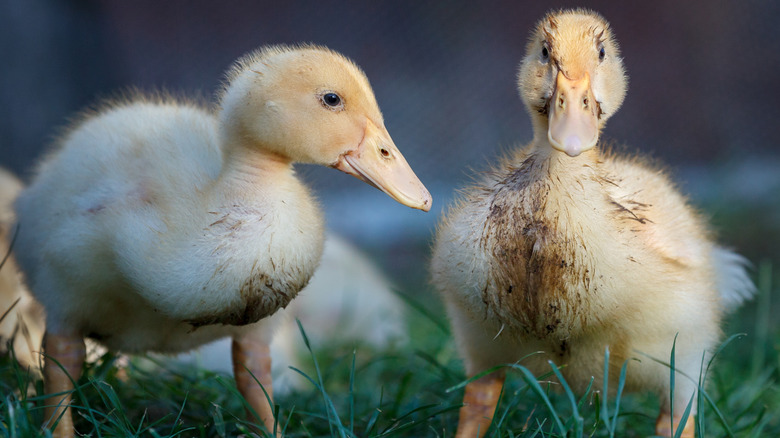 Two dirty ducklings stand in the grass