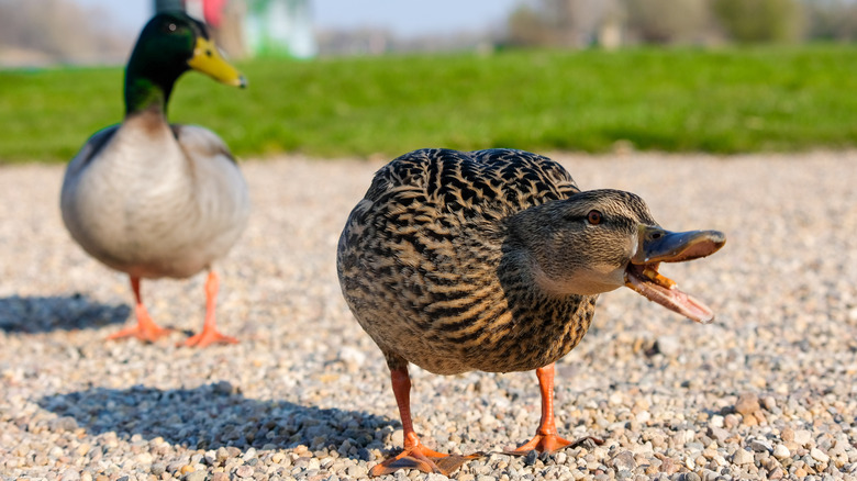 Male and female mallard ducks outside in a park