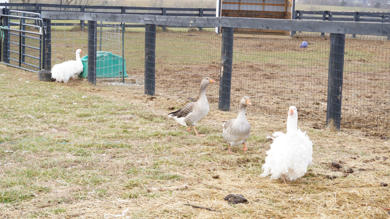 Four ducks roaming outdoors in a farm pen