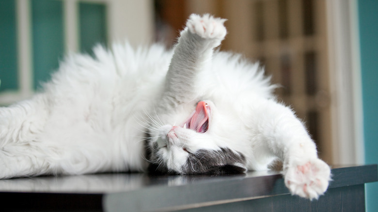 Yawning Stretching Long Hair Cat