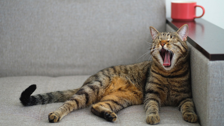 A Domestic Gray Tabby Cat With An Orange Nose Sits On The Couch And Yawns. Next To It Is A Mug Of tea or coffee.