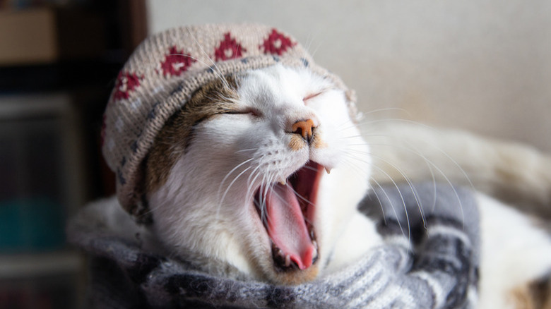 Cat wearing knit hat and scarf