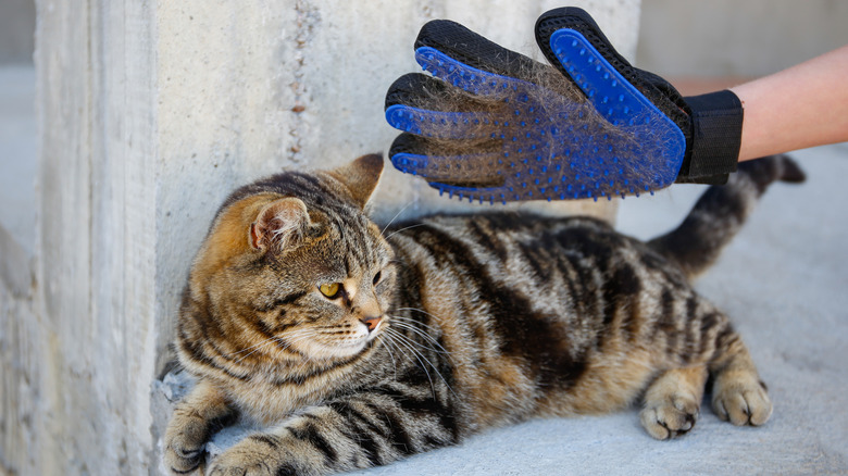 cat grooming glove brushing cat