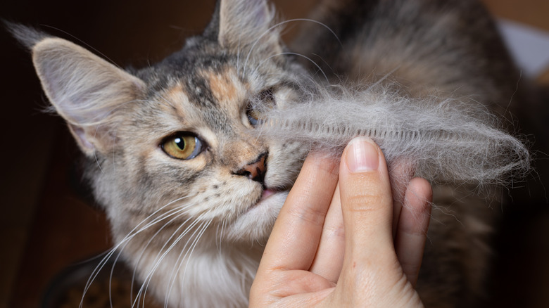 cat looking at shed hair