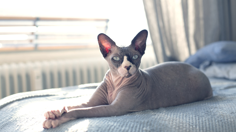 sphynx cat on bed