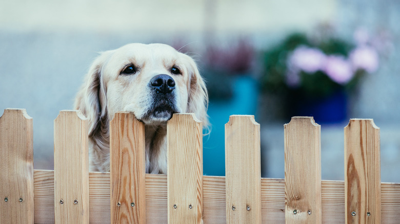 A golden retriever dog looks over a fence