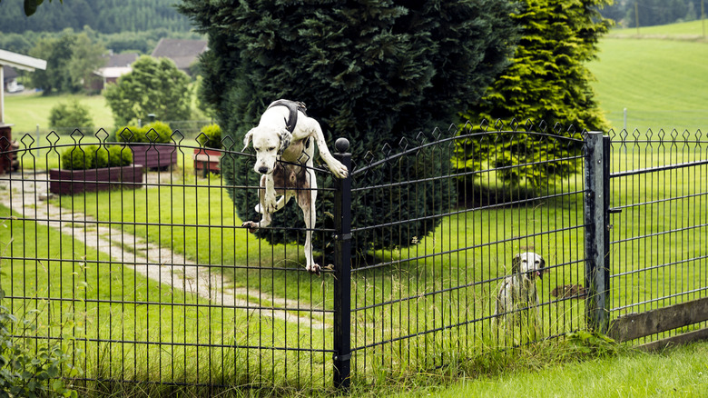 A white dog climbs a fence while another one looks on