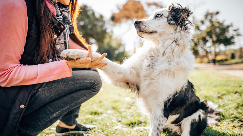 A woman trains her dog with paw shaking in a park