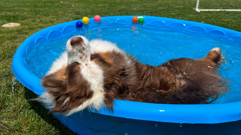 A young Australian shepherd cools down in a pool outside