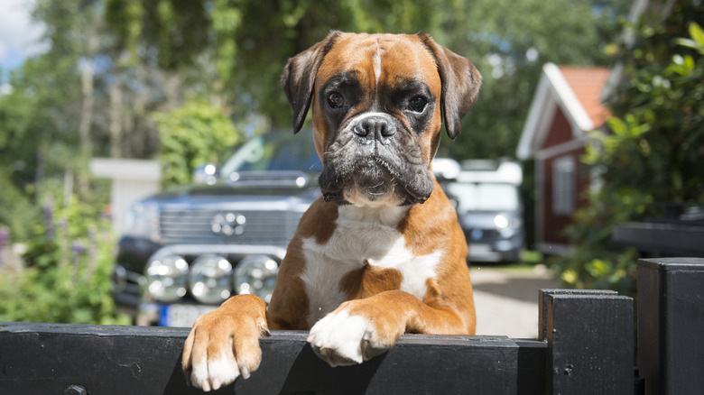 A boxer looking over a fence with his paws up