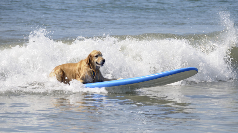 A golden retrievers surfing on a wave in Southern Califronia