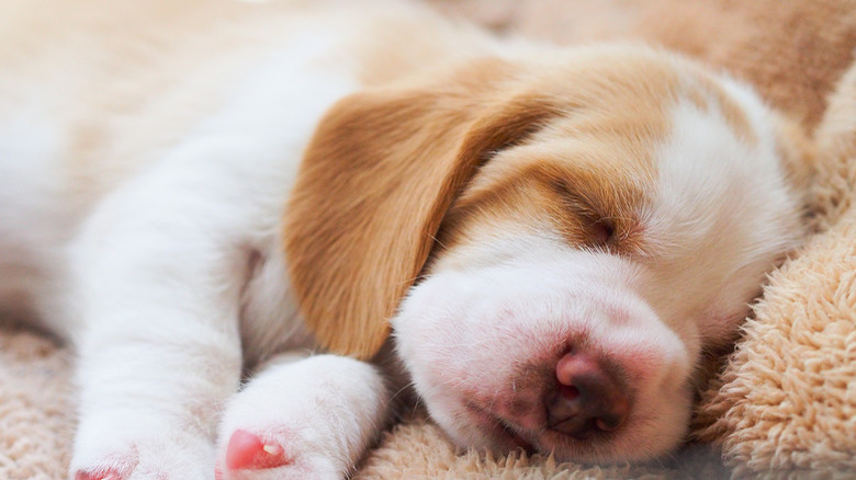 Beagle puppy sleep