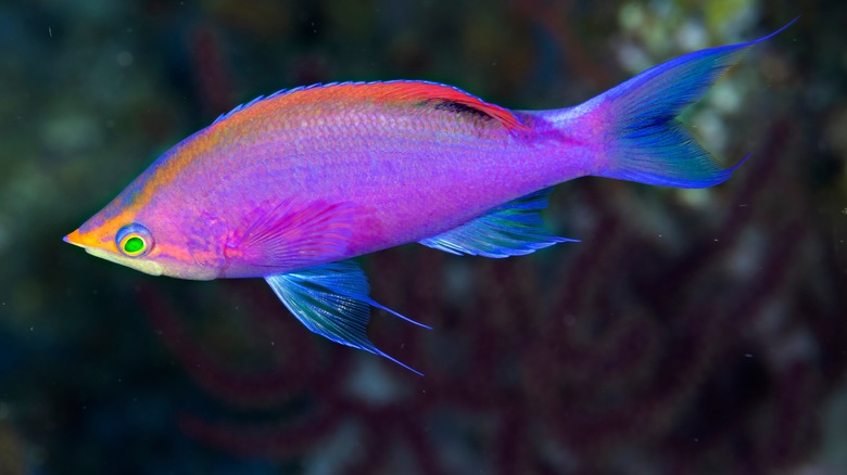 A beautiful purple queen anthias, a fish that is both beautiful and challenging to keep