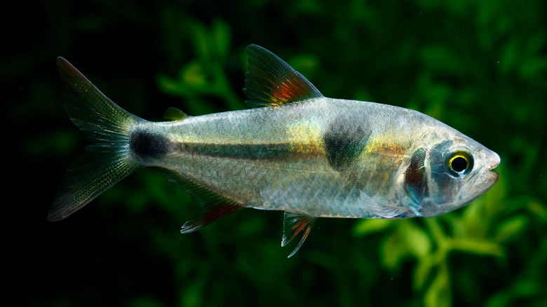 The aggressive bucktooth tetra eats the scales off other fish