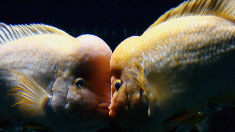 Two African cichlids, an aggressive fish species